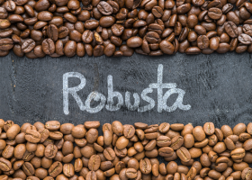 Robusta có vị gì? Khám phá hương vị đậm đà & nguồn cung cà phê Robusta rang mộc uy tín
