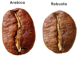Robusta và Arabica khác nhau như thế nào?  So sánh chi tiết từ hương vị đến cách chọn cà phê