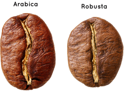 Robusta và Arabica khác nhau như thế nào?  So sánh chi tiết từ hương vị đến cách chọn cà phê