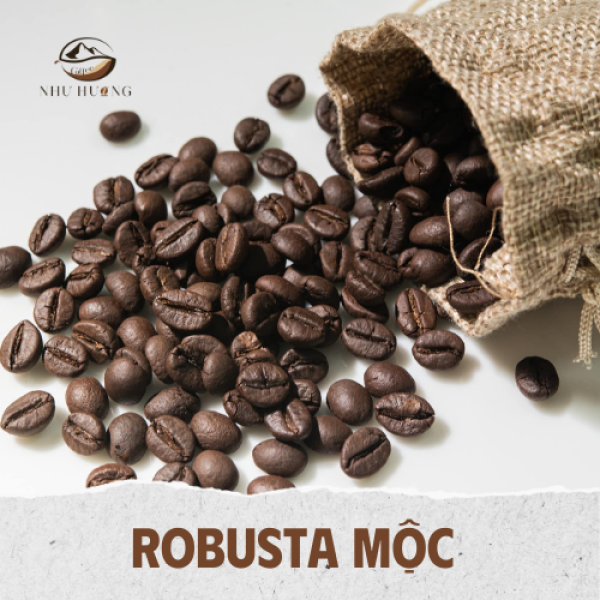 ROBUSTA MỘC 
