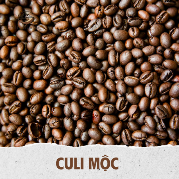 ROBUSTA CULI MỘC