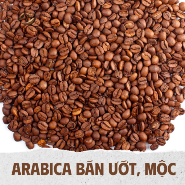 ARABICA BÁN ƯỚT, MỘC